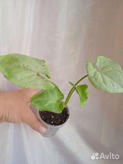 Сингониумы сортовые