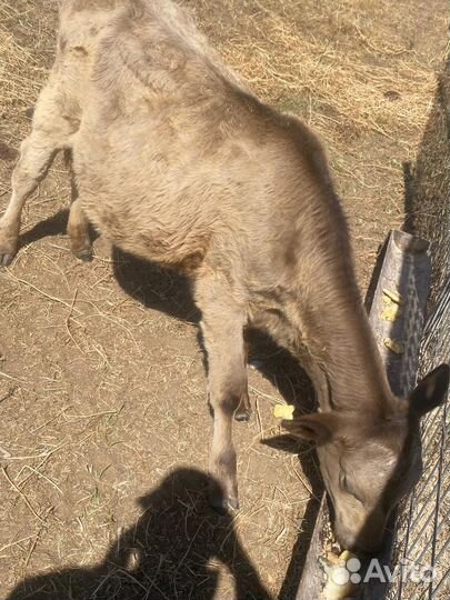 Телята большие. 6-7 месяцев