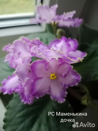 Детки сортовых фиалок