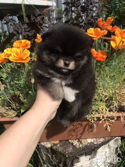 Померанский шпиц из провессионально питомника