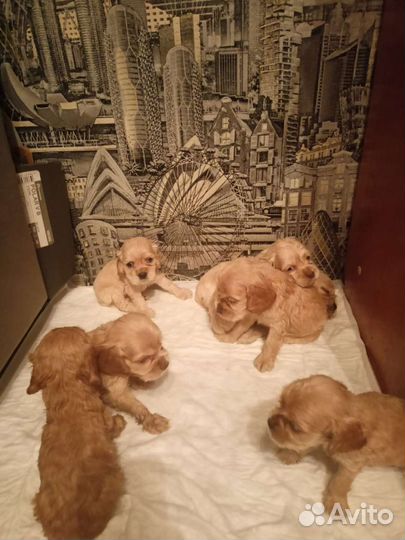 Кокер спаниель