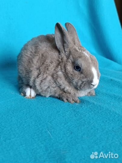 Карликовые рексы