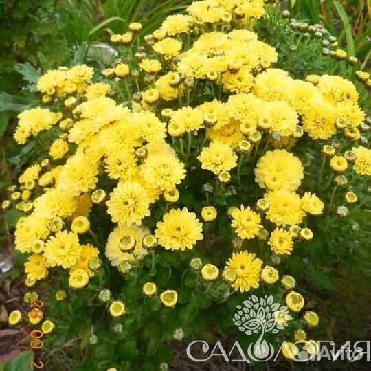 Растения для сада
