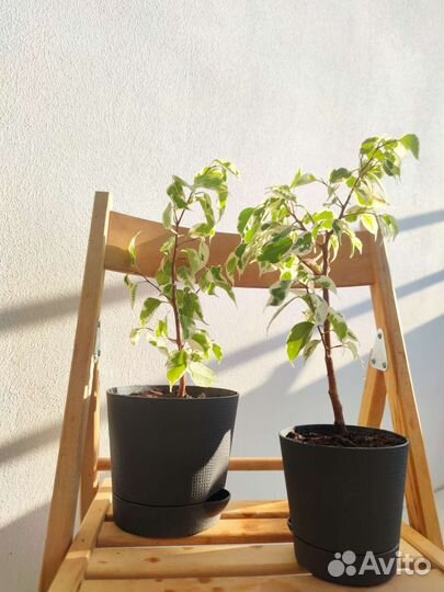 Фикус бенджамина + urban jungle