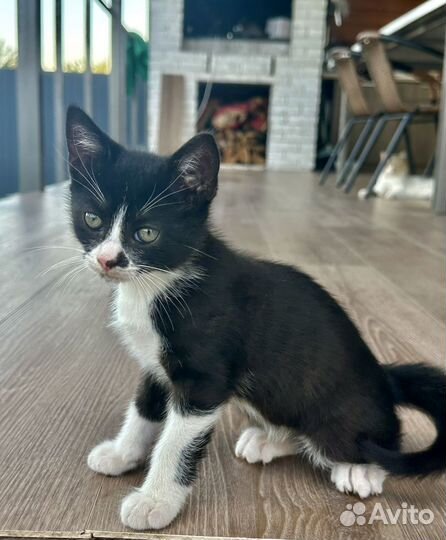 Котята в дар