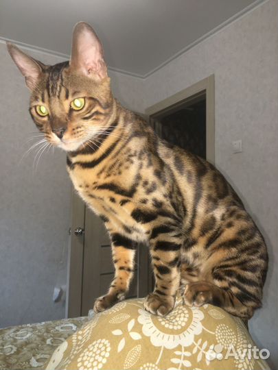 Бенгальский кот в добрые руки