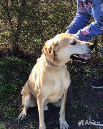 Русская гончая