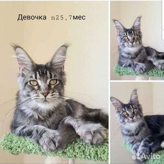 Котята Мейн-кун