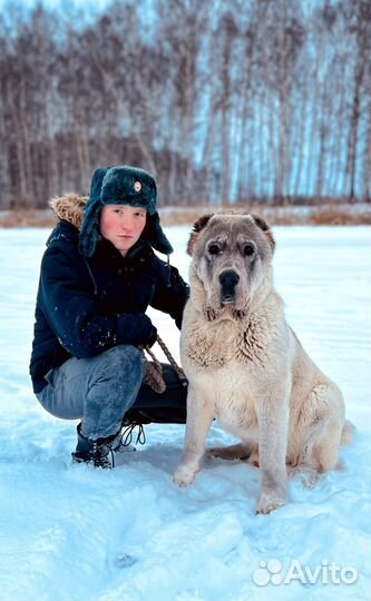 Алабай кобель для вязки