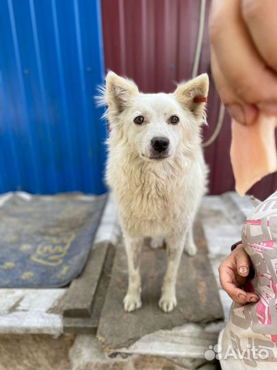 Собака в добрые руки из отлова