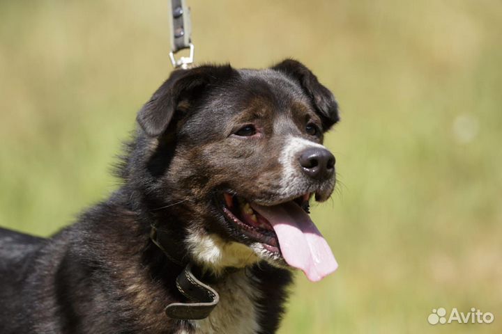 Бойка вы поисках лучшего дома