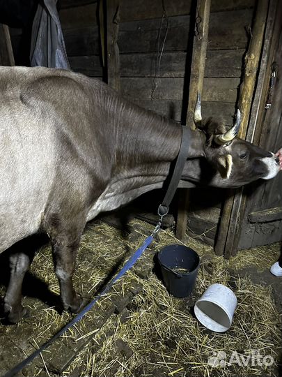 Корова дойная