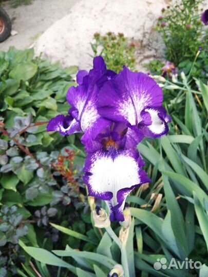 Ирисы бородатые