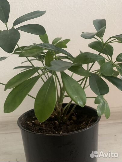 Шефлера молодая