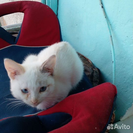 Отдам бесплатно