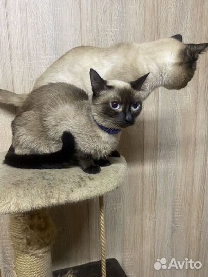 Сиамские котята