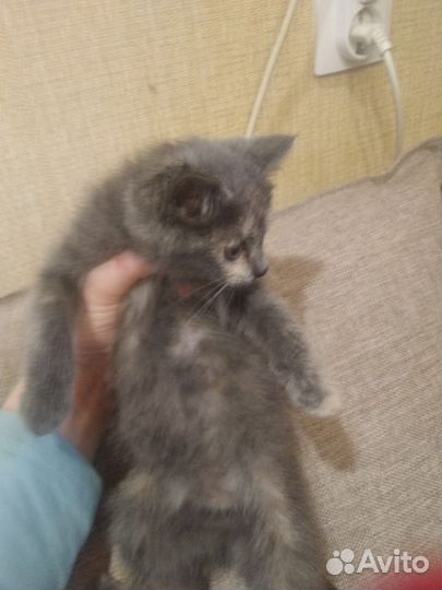 Отдам котенка в добрые руки