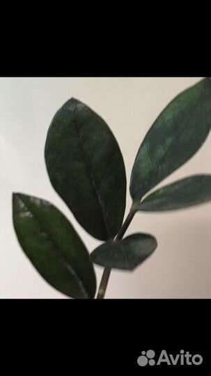 Замиокулькас сорт супер нова (черный)