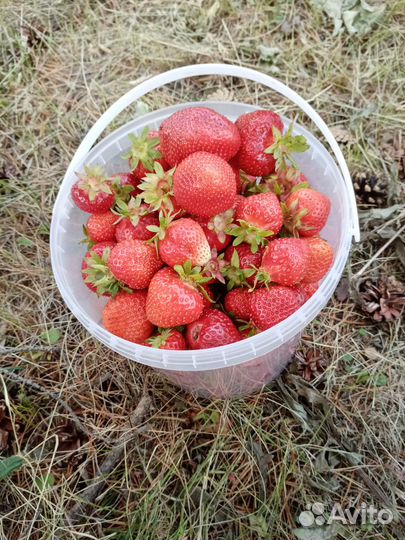 Рассада клубники Азия Флоренс Мурано