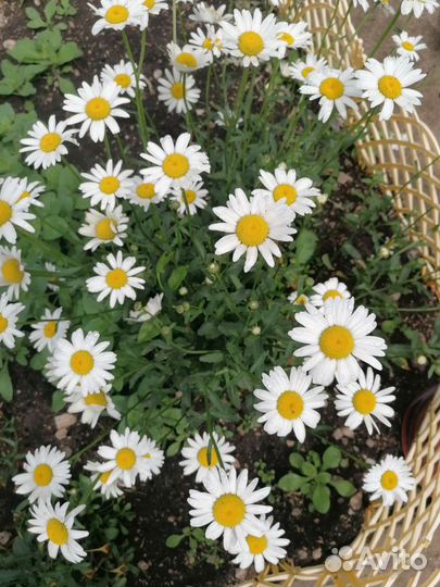 Саженцы клубники. Ромашка крупная