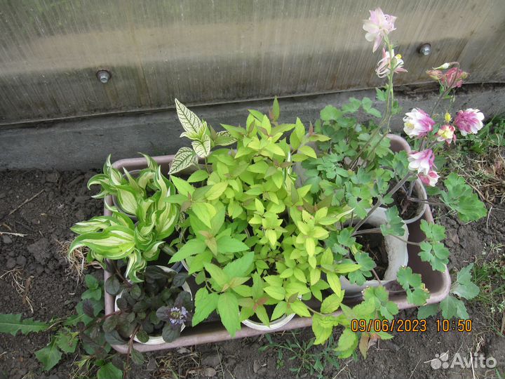 Рассада цветов, хоста и т.д