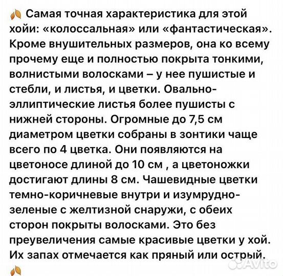 Хойя Лаутербаха