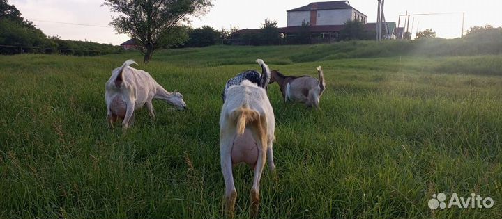 Козлята козы