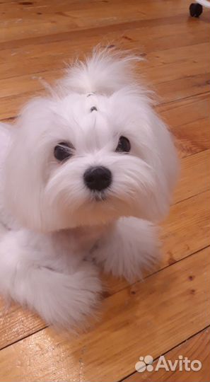 Вязка. Кобель. Мальтезе