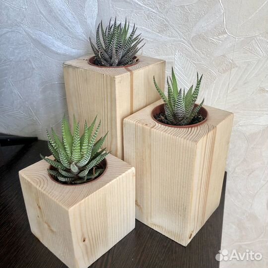 Флорариум суккуленты, цветы комнатные в кашпо