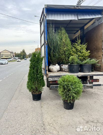 Можжевельник казацкий голубой