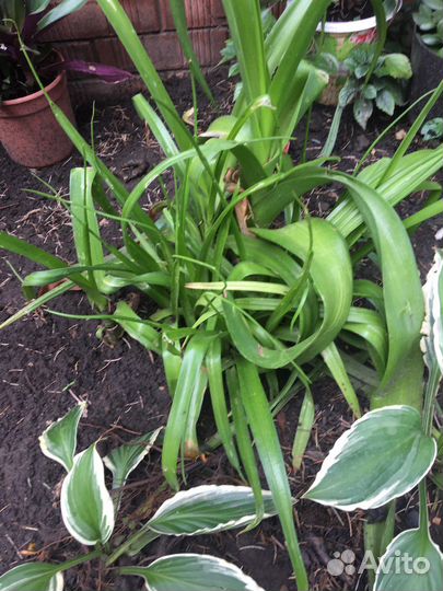 Садовые цветы