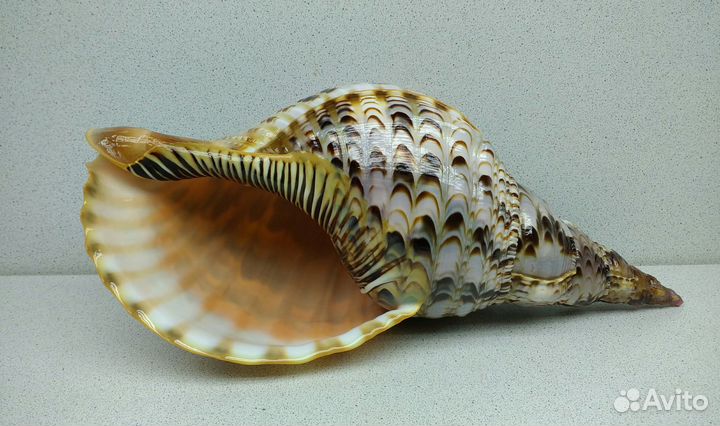 Рог Тритона 29,8