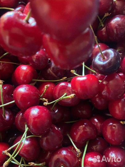 Черешня оптом