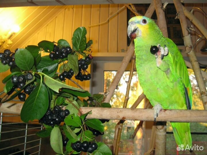 Пара Венесуэльских Амазонов с большой клеткой
