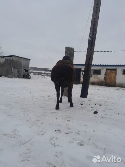 Баран гисар