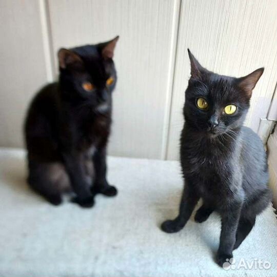 Семейство миниатюрных котиков в поисках хозяев