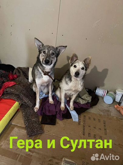 В добрые руки