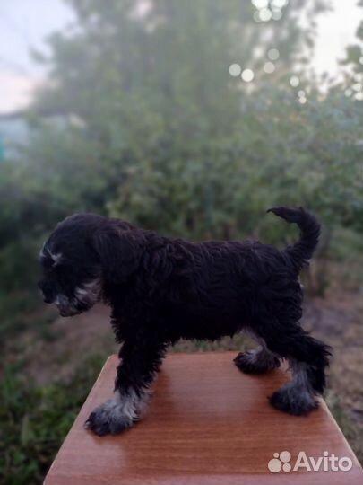 Цвергшнауцер щенки