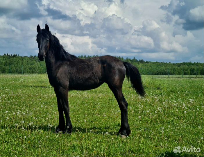 Продажа фризских лошадей