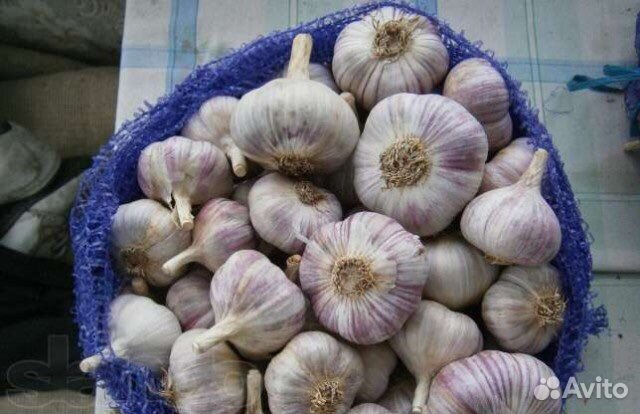 Чеснок для подзимний посадки