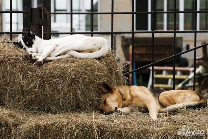 Продам сено в мешках