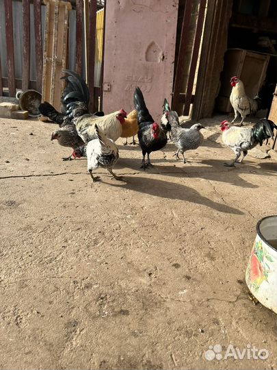 Декокативные, карликовые петушки и курочки