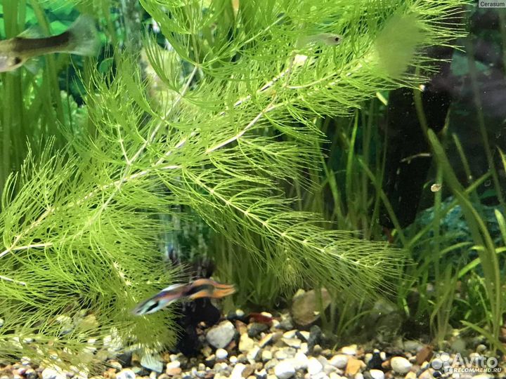 Роголистник