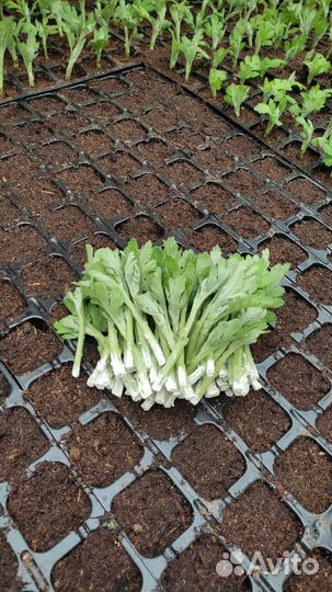 Посадочный материал Черенки хризантемы