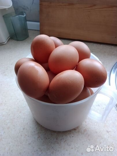 Домашние куриные яйца
