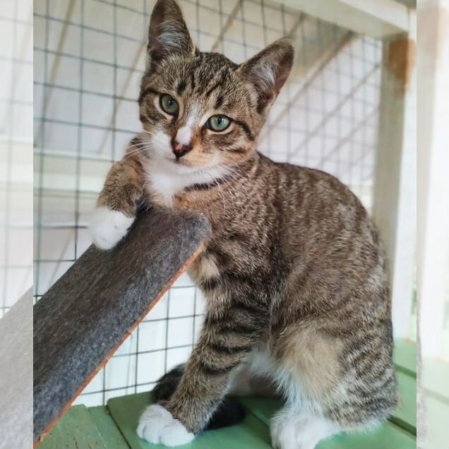 Котёнок в добрые руки