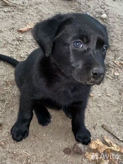 Щенки лабрадора