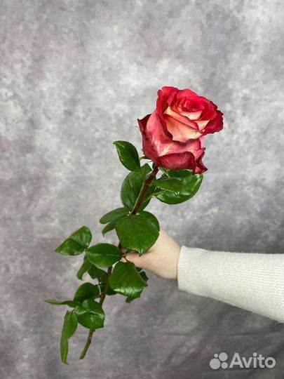 Розы поштучно