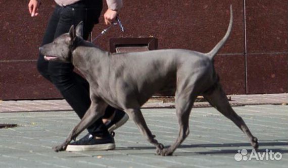 Вязка кобель Тайского риджбека, щенки