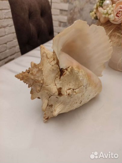 Ракушка морская большая из Кубы